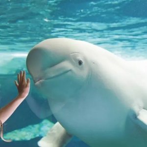 Groupon 圣地亚哥热门景点特价